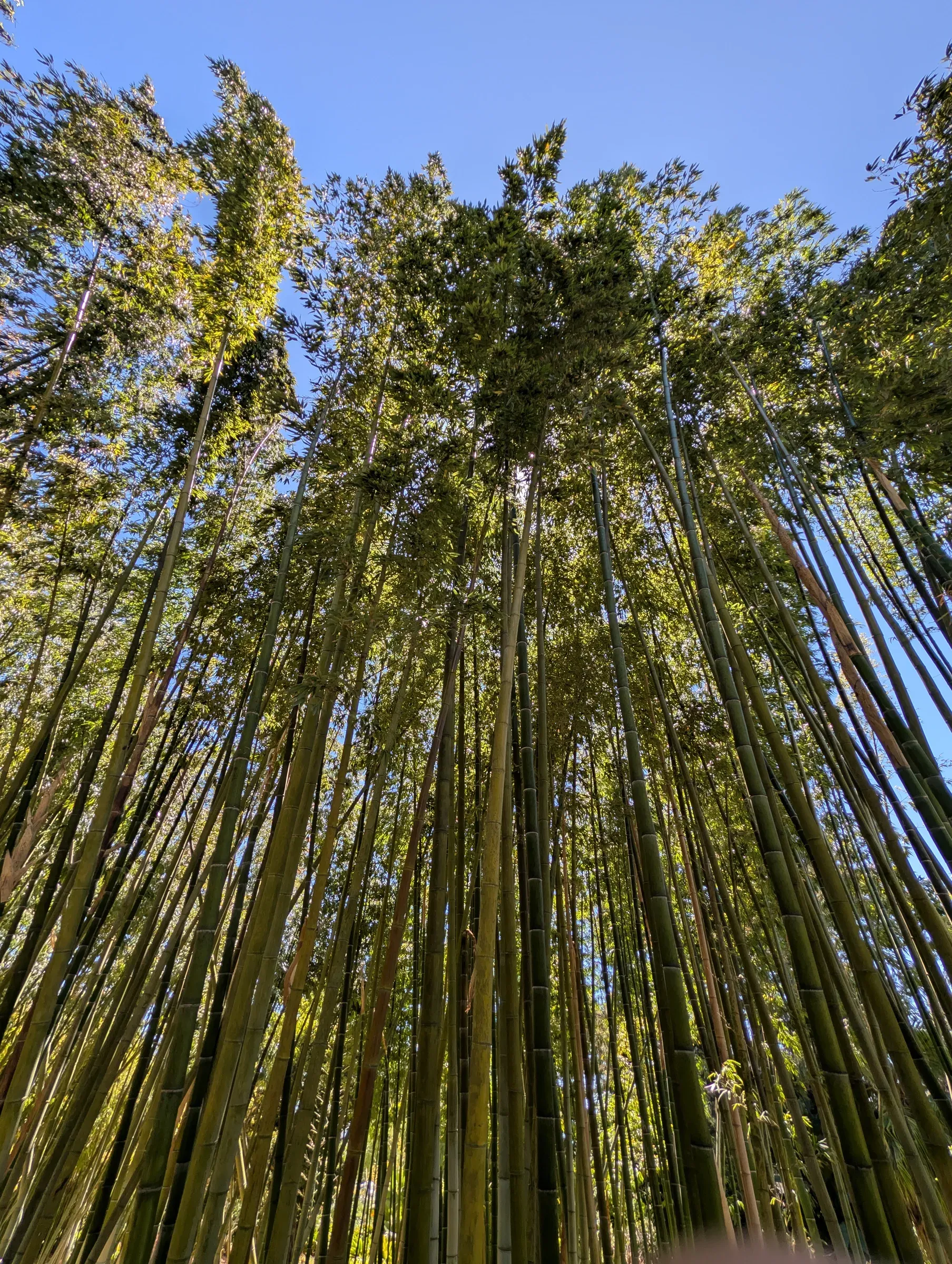 Looking straight up through a grove of tall bamboo toward a blue sky