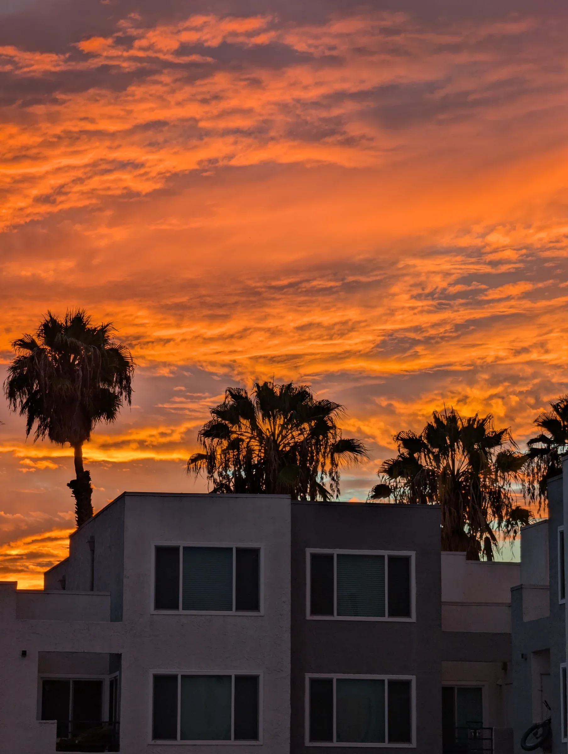A blazing orange sky behind palm trees and apartment buildings