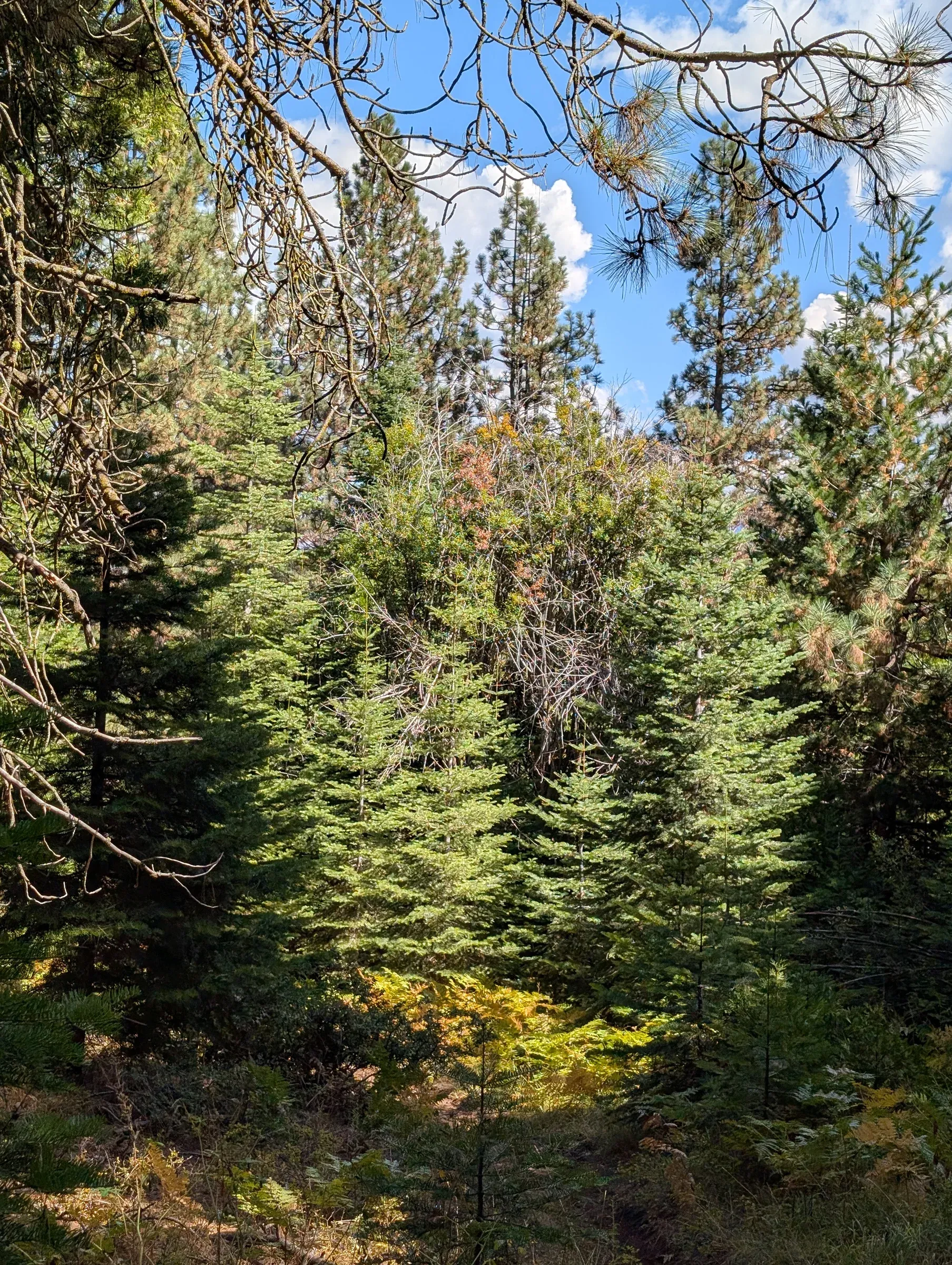 Tall pine trees in a sunlit forest under a blue sky with white clouds