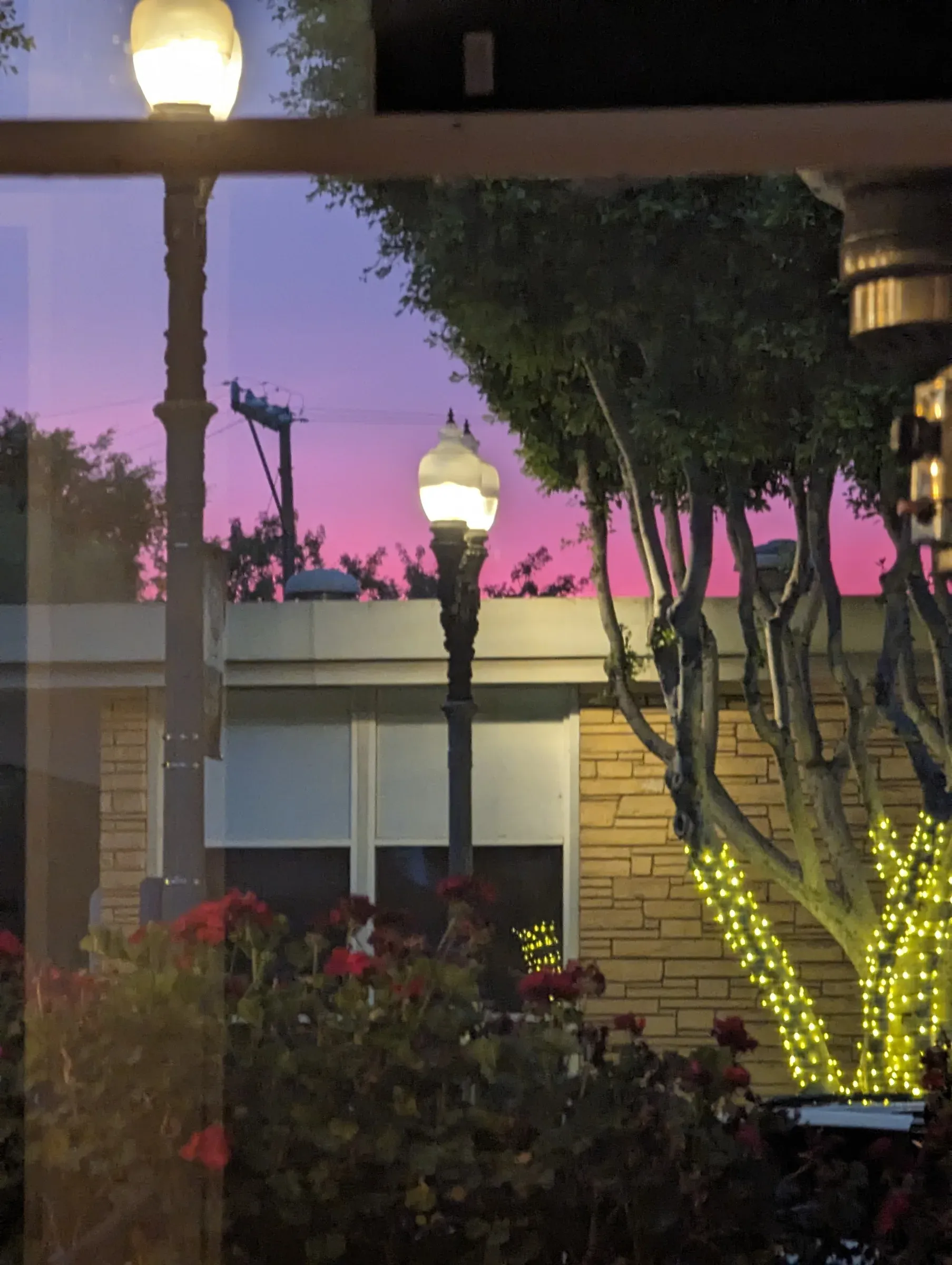 Streetlamps, a tree wrapped in string lights and a pink sky, seen through a window